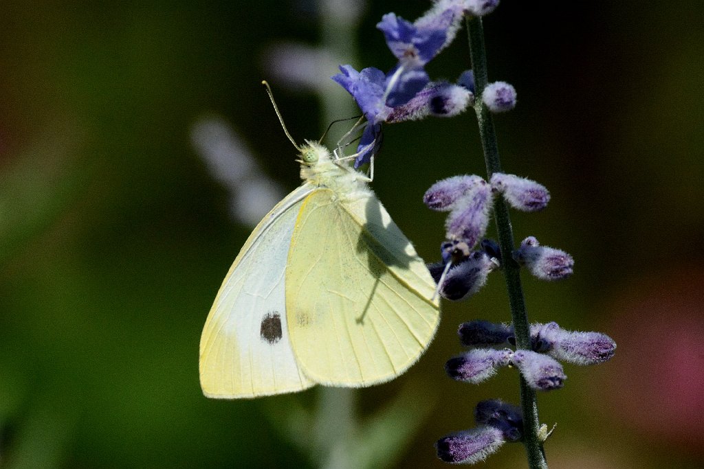 025 2013-08115687 Broad Meadow Brook, MA.JPG - Cabbage White Butterfly (Pieris rapae). Broad Meadow Brook Wildlife Sanctuary, MA, 8-11-2013